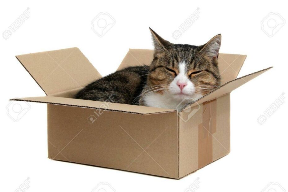 Relaxing Cute Cat In Box Stock Photo, Picture And Royalty Free Image. Image  14778491.