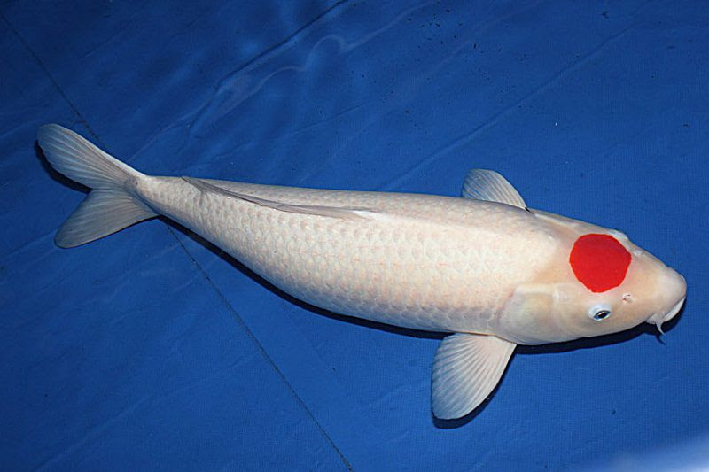 Quốc Ngư Cá Koi Nhật Bản - Tất Tần Tật Những Thông Tin Cần Biết