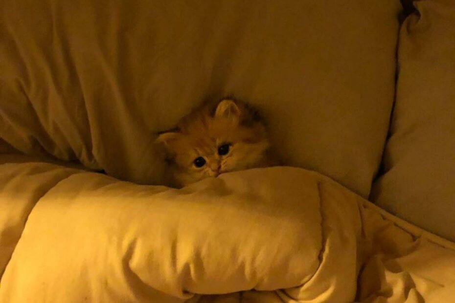 Silly Little Cat Tucked Into Bed Alternate Angle | Me In My Silly Little Bed  | Know Your Meme