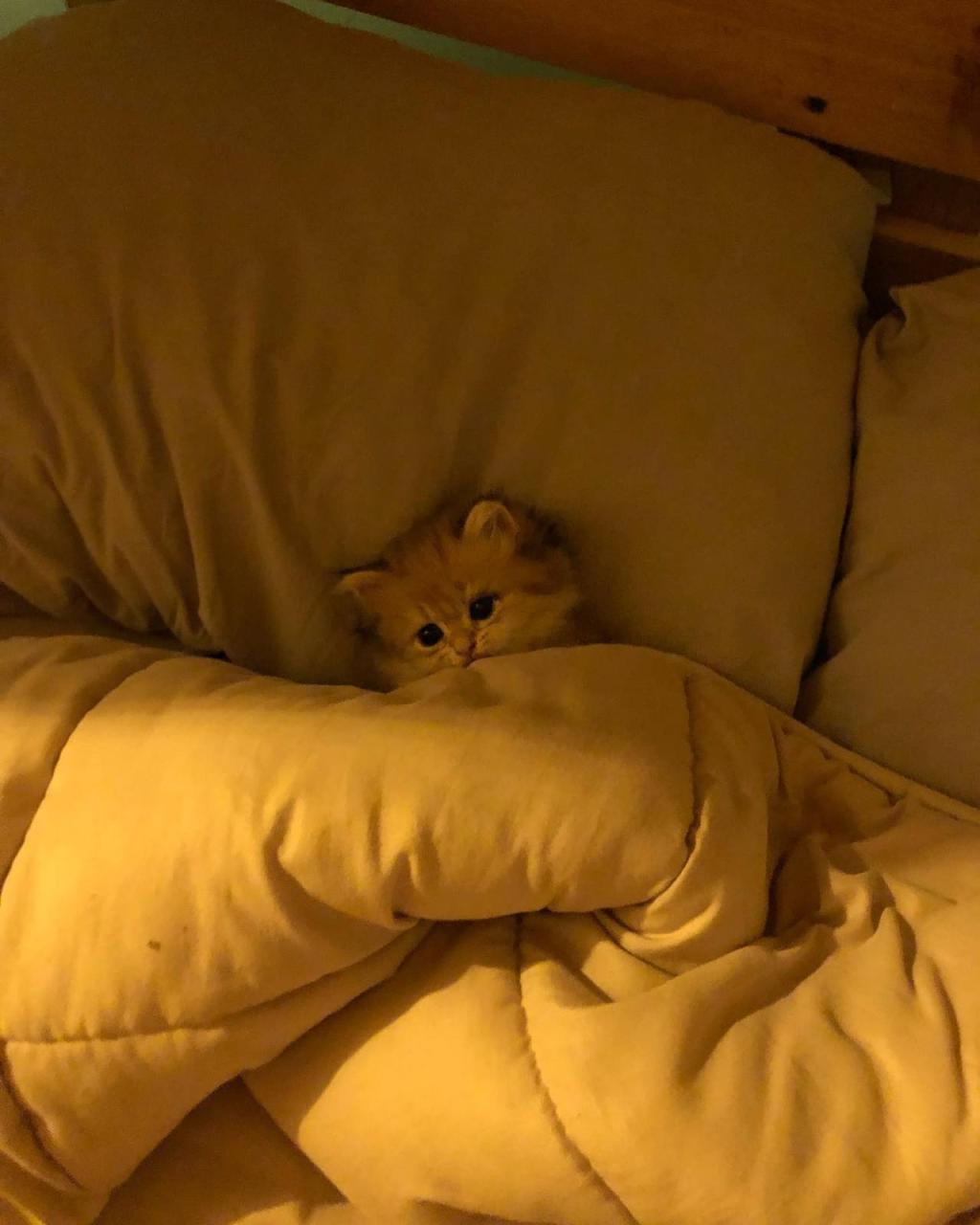 Silly Little Cat Tucked Into Bed Alternate Angle | Me In My Silly Little Bed  | Know Your Meme