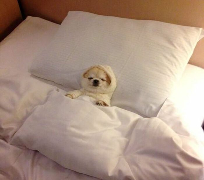 Dog In Bed | Photos Drôles De Chiens, Mèmes De Chiens Drôles, Mèmes De Chien