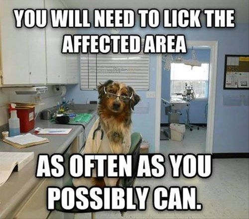 Sound Advice From Dr. K. Nine, M.D. | Vet Tech Humor, Dog Jokes, Veterinary  Humor
