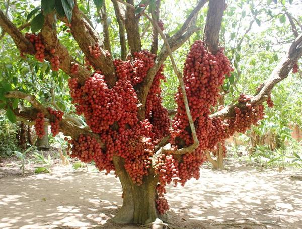 Tròn Mắt Trước Siêu Phẩm Dâu Da Rừng Mọc Quả Chi Chít, Đỏ Rực Thân Cây Ở  Gia Lai