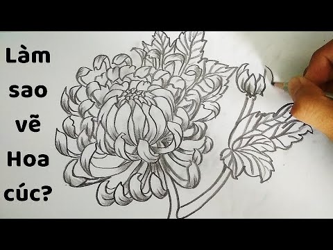 Vẽ Hoa Cúc Bằng Bút Chì - How To Draw A Chrysanthemum - Youtube