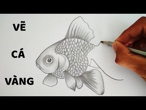 Vẽ Cá Vàng Cực Chuẩn - How To Draw A Goldfish - Youtube