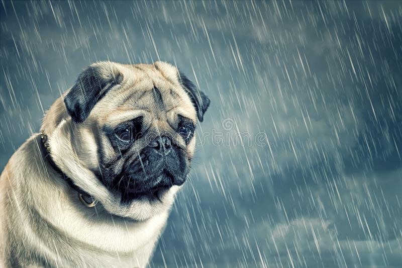 628 Sad Dog Rain Stock Photos - Free & Royalty-Free Stock Photos From  Dreamstime