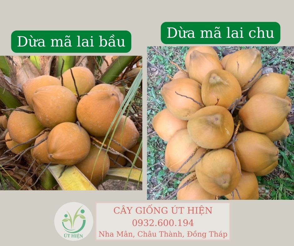 Cách Chọn Dừa Mã Lai Bầu Đúng Giống - Hotline 0932600194