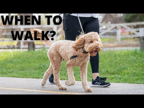 How long after my dogs eat should I take them for a walk or exercise?