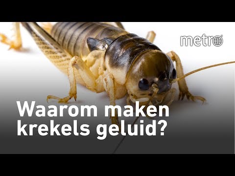 Waarom maken krekels geluid? - Hoe zit dat?