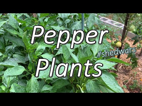 Shed Wars: How Tall Does a Pepper Plant Grow ?