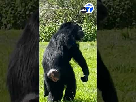 Chimpanzee Caged for 28 Years 'in Awe' After Seeing Sky for First Time