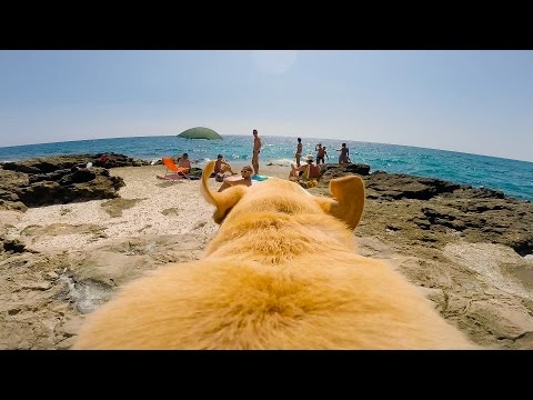 GoPro: It's Always Sunny In Walter's World