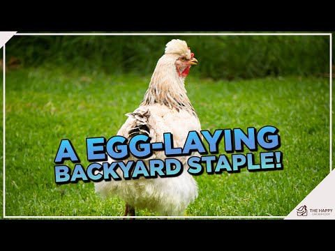 Ameraucana Chickens: Your Ultimate Guide to the Breed that Lays Blue Eggs!