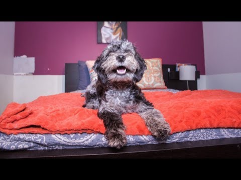 Inside New York’s Luxury Hotel - For Dogs