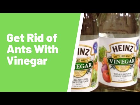 Do Ants Like Vinegar? Or Is Vinegar A Good Treatment For Ants?