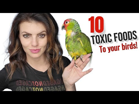 10 Foods that are POISONOUS to Birds! ⚠️  Foods TOXIC to Parrots! 🦜