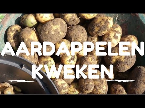 Aardappelen kweken van poten tot oogsten