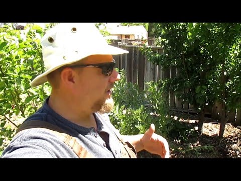 Fruit Tree Spacing | How Far Apart To Plant?