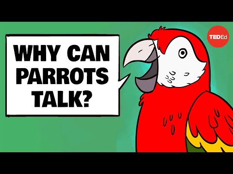 Why can parrots talk? - Grace Smith-Vidaurre and Tim Wright