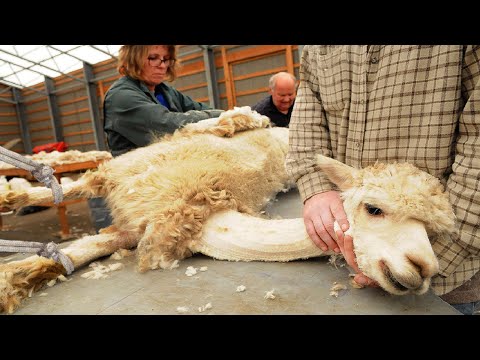 SURPRISED Alpaca Shearing Technique 🦙 - Alpaca Wool Processing in Factory - Harvesting Alpaca Fiber