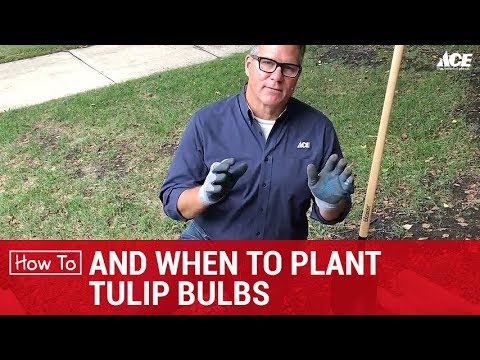 How and When to Plant Tulip Bulbs - Ace Hardware