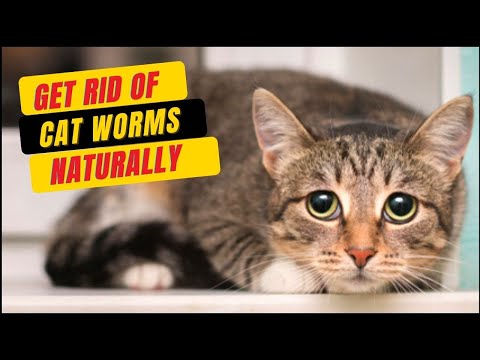 Home Remedies For Worms In Cats😾How to Get Rid Of Cat Worms