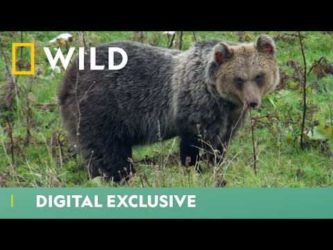 Bears in Town | Europe’s New Wild | National Geographic Wild UK