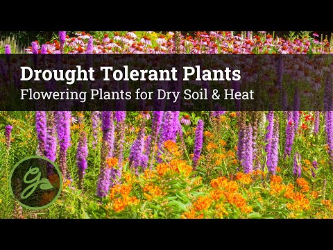 Drought Tolerant Plants - Flowers for Dry Soil & Heat