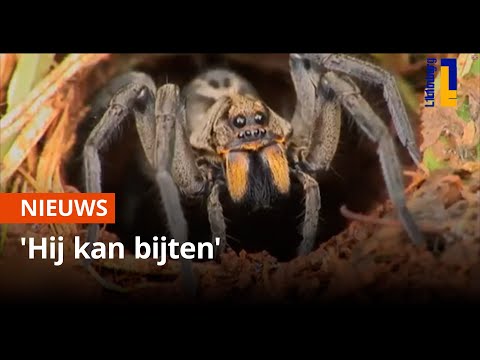 Moeten we bang zijn voor de valse wolfspin? 🕷😱