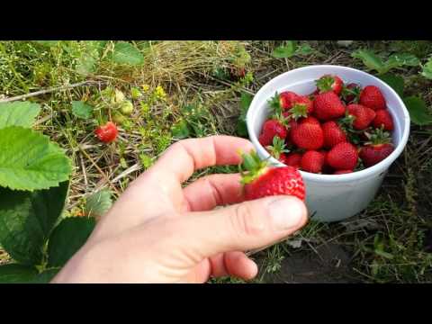 Fitch Farms - How to Pick Strawberries