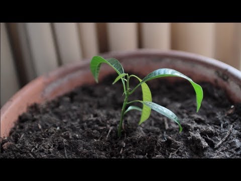 Zelf Planten Kweken van Pitten | Dag 12 | Zero Waste Zomer Challenge | De Kleine Groene Planeet