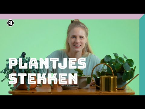 Plantjes stekken | Doe Het Zelf