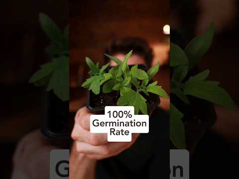 100% of my tomato seedlings germinated - here's what I did! 🍅🥳 #howtogrowtomatoes #growingtomatoes