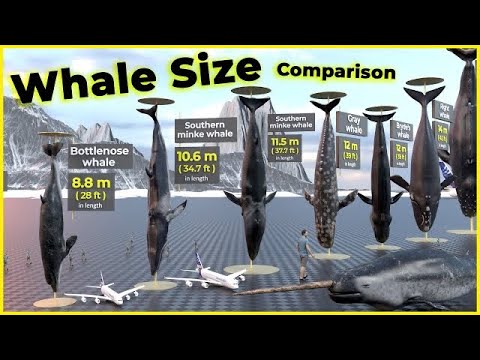 Biggest Whales in the world 🐋 | Blue whales | Monster whales