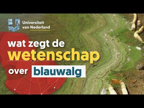 Kun je zwemmen in water met blauwalg?