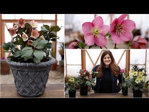 Hellebore Care Guide // Garden Answer