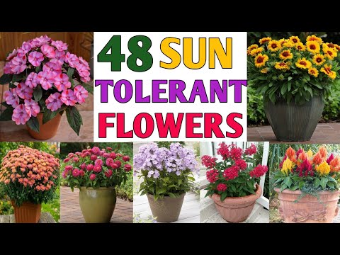 48 Full Sun Tolerant Flower Plants | Heat Tolerant Flower Plants | Plant and Planting