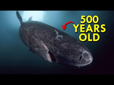 Greenland Shark: The Shark That’s Twice As Old As America
