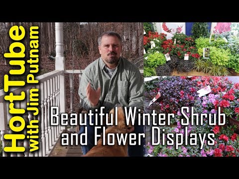 Beautiful Winter Shrub and Flower Displays