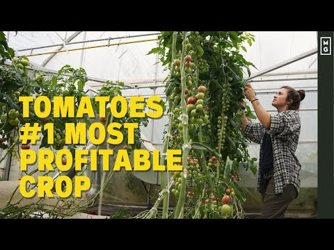 How To Grow Greenhouse Tomatoes | #1 Most Profitable Crop In The Market Garden