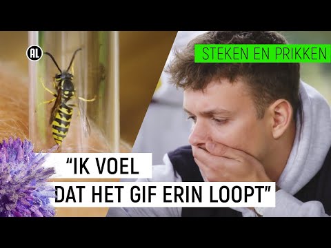 JURRE WORDT GESTOKEN DOOR EEN WESP! | Steken en Prikken #1 | NPO Zapp