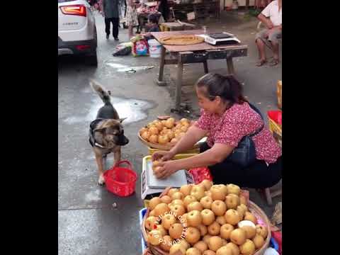 Amazing dog going shopping at the market.