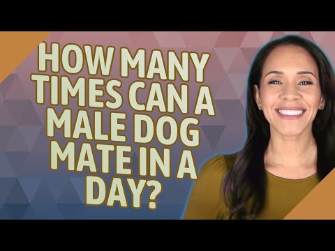 How many times can a male dog mate in a day?