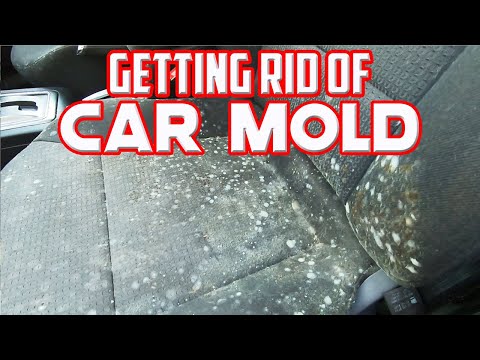 Getting Rid Of Terrible Mold In My Car With White Vinegar