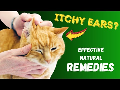 Ear Infections in Cats - Effective NATURAL Remedies | Dr. Katie Woodley - The Natural Pet Doctor