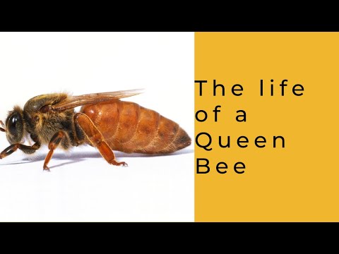 Life of a Queen Bee