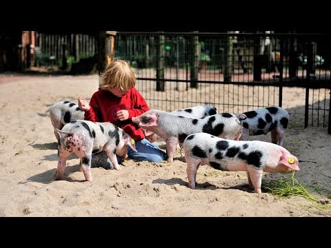 Prachtig voor het hele gezin en net over de grens: Dierentuin Nordhorn | Geheim over de grens