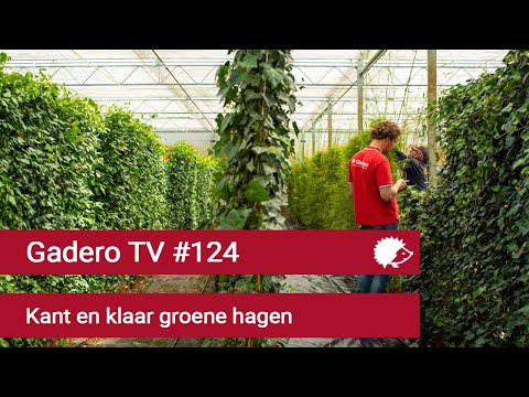 #124 Kant en klaar groene hagen van Mobilane