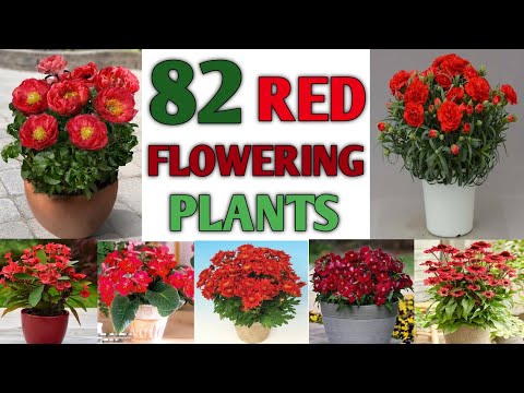 82 Red Flower Plants | Red Flower Plant varieties with Identification | Plant and Planting