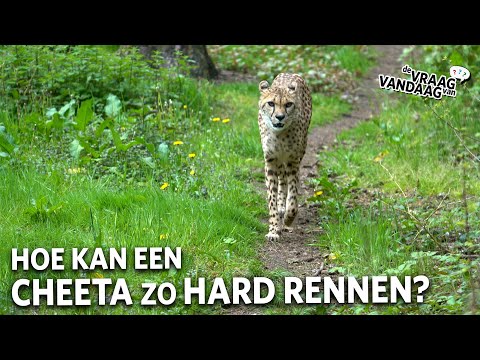 Hoe kan een cheeta zo snel rennen? 💨 | De Vraag Van Vandaag